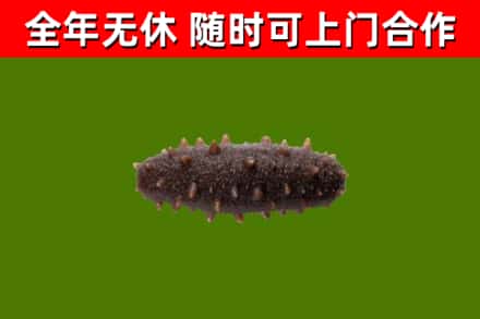 成华区烟酒回收干海参.jpg